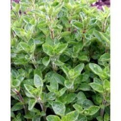 Oregano Origanum Vulgare 1 Liter Potte -Osmo Salgsbutik mi1602 origanum vulgare d404