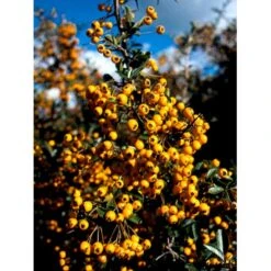 Ildtorn 'Soleil D'Or' Pyracantha Coccinea 'soleil D'Or' 3,5 Liter Potte -Osmo Salgsbutik mi16032 pyracantha soleil d or e034