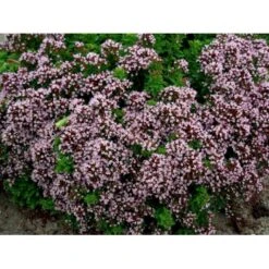 Oregano 'Compactum' Origanum Vulgare 'Compactum' 1 Liter Potte -Osmo Salgsbutik mi1613 origanum vulgare compactum 07eb