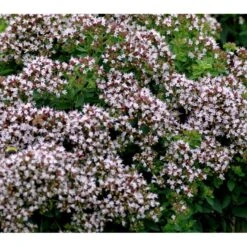 Oregano 'Compactum' Origanum Vulgare 'Compactum' 1 Liter Potte -Osmo Salgsbutik mi1613 origanum vulgare compactum c8fe