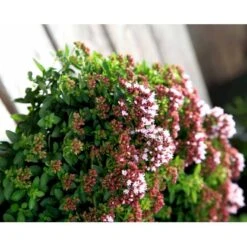 Oregano 'Compactum' Origanum Vulgare 'Compactum' 1 Liter Potte -Osmo Salgsbutik mi1613 origanum vulgare compactum dbbc