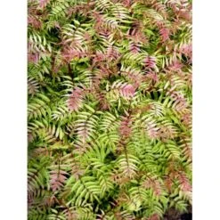 Tusindtop 'Sem' Sorbaria Sorbifolia 'Sem' Potte 6,5 Liter 60-80 Cm. -Osmo Salgsbutik mi16181 sorbus sorbaria sem 6754