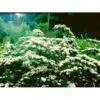 Snedrivebusk Spiraea X Arguta Med Klump,- 125-150 Cm.