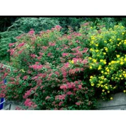 Spiræa 'Anthony Waterer' Spiraea X Bumalda 'Anthony Waterer' Potte 3,0 Liter,- 30-40 Cm. -Osmo Salgsbutik mi16194 spiraea japonica anthony waterer 9039