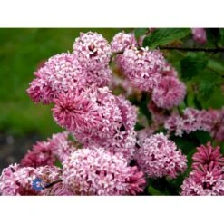 Preston Syren 'Miss Canada' Syringa Prestoniae 'Miss Canada' Potte 4,0 Liter,- 50-60 Cm. -Osmo Salgsbutik mi16259 syringa miss canada 88f5