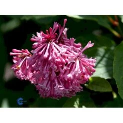 Preston Syren 'Miss Canada' Syringa Prestoniae 'Miss Canada' Potte 4,0 Liter,- 50-60 Cm. -Osmo Salgsbutik mi16259 syringa miss canada f086