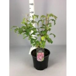 Preston Syrén 'Redwine' Syringa Prestoniae 'Redwine' Potte 4,0 Liter,- 50-60 Cm. -Osmo Salgsbutik mi16274 syringa prestoniae redwine 6333