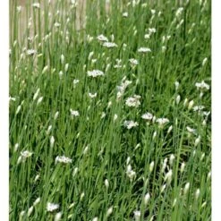 Kinapurløg Allium Tuberosum 1 Liter Potte -Osmo Salgsbutik mi162 kina purloeg 3735