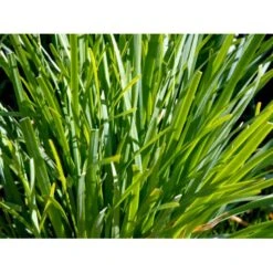 Kinapurløg Allium Tuberosum 1 Liter Potte -Osmo Salgsbutik mi162 kina purloeg 5942