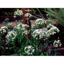 Kinapurløg Allium Tuberosum 1 Liter Potte -Osmo Salgsbutik mi162 kina purloeg 89d0