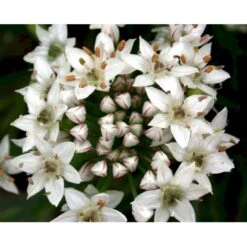 Kinapurløg Allium Tuberosum 1 Liter Potte -Osmo Salgsbutik mi162 kina purloeg a578