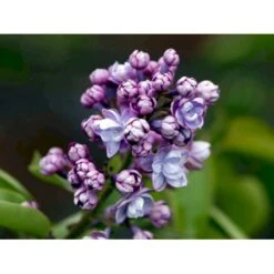 'Michel Büchner' Syringa Vul. 'Michel Büchner' (storblomstrende) Med Klump,- 150-175 Cm. 7 'Michel Büchner' Syringa Vul. 'Michel Büchner' (storblomstrende) Med Klump,- 150-175 Cm. -Osmo Salgsbutik mi16316 syringa vulgaris michel buchner 180e