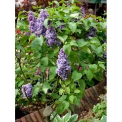 'Michel Büchner' Syringa Vul. 'Michel Büchner' (storblomstrende) Med Klump,- 150-175 Cm. 6 'Michel Büchner' Syringa Vul. 'Michel Büchner' (storblomstrende) Med Klump,- 150-175 Cm. -Osmo Salgsbutik mi16316 syringa vulgaris michel buchner 2306