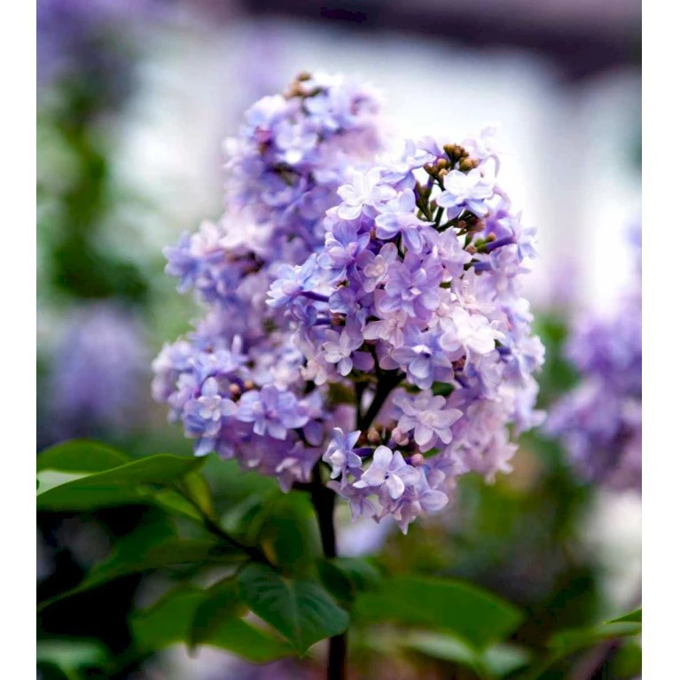 'Michel Büchner' Syringa Vul. 'Michel Büchner' (storblomstrende) Med Klump,- 150-175 Cm. 1 'Michel Büchner' Syringa Vul. 'Michel Büchner' (storblomstrende) Med Klump,- 150-175 Cm.