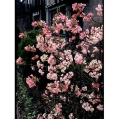 Kejserbusk 'Charles Lamont' Viburnum X Bodnantense 'Charles Lamont' 5 Liter Potte 5 Kejserbusk 'Charles Lamont' Viburnum X Bodnantense 'Charles Lamont' 5 Liter Potte -Osmo Salgsbutik mi16388 viburnum bodnantense charles lamont eb1d