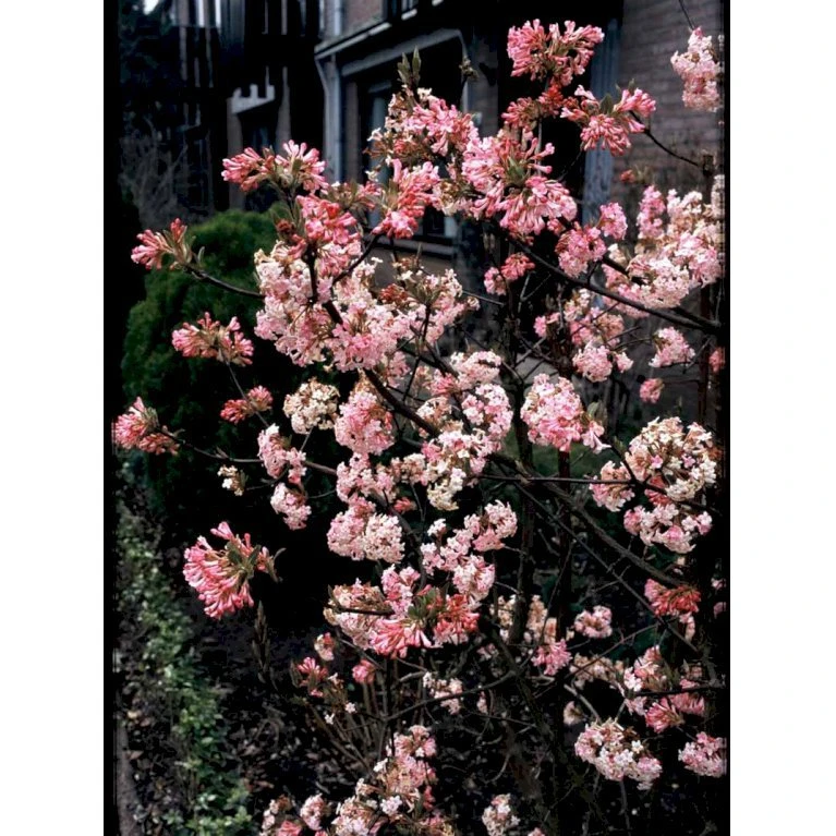 Kejserbusk 'Charles Lamont' Viburnum X Bodnantense 'Charles Lamont' 5 Liter Potte 3 Kejserbusk 'Charles Lamont' Viburnum X Bodnantense 'Charles Lamont' 5 Liter Potte - Billede 3