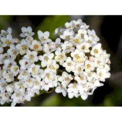 Duft-snebolle (vintergrøn) Viburnum X Burkwoodii Solitær Busk 150-175 Cm. Høj,- 100-150 Cm. Bred., Med Trådklump -Osmo Salgsbutik mi16391 viburnum burkwoodii 0e12
