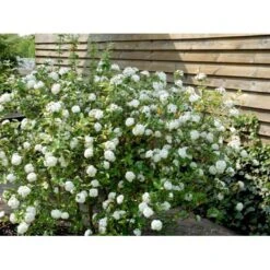 Duft-snebolle (vintergrøn) Viburnum X Burkwoodii Solitær Busk 150-175 Cm. Høj,- 100-150 Cm. Bred., Med Trådklump -Osmo Salgsbutik mi16391 viburnum burkwoodii 5078