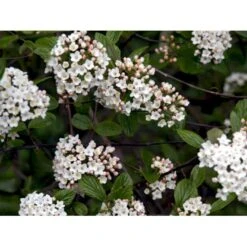 Duft-snebolle (vintergrøn) Viburnum X Burkwoodii Solitær Busk 150-175 Cm. Høj,- 100-150 Cm. Bred., Med Trådklump -Osmo Salgsbutik mi16391 viburnum burkwoodii 64ff