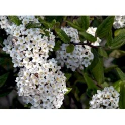 Duft-snebolle (vintergrøn) Viburnum X Burkwoodii Solitær Busk 150-175 Cm. Høj,- 100-150 Cm. Bred., Med Trådklump -Osmo Salgsbutik mi16391 viburnum burkwoodii d3c0