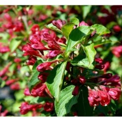Klokkebusk 'Red Prince' Weigela Hybrid 'Red Prince' Potte 2,0 Liter,- 40-60 Cm. -Osmo Salgsbutik mi16466 weigela red prince 31b7