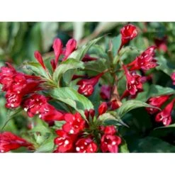 Klokkebusk 'Red Prince' Weigela Hybrid 'Red Prince' Potte 2,0 Liter,- 40-60 Cm. -Osmo Salgsbutik mi16466 weigela red prince 7dbb