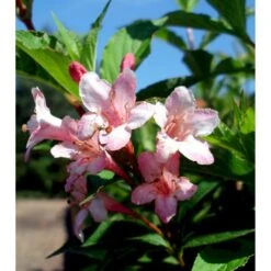 Klokkebusk 'Styriaca' Weigela Hybrid 'Styriaca' Potte 6,5 Liter 60-80 Cm. 8 Klokkebusk 'Styriaca' Weigela Hybrid 'Styriaca' Potte 6,5 Liter 60-80 Cm. -Osmo Salgsbutik mi16470 weigela styriaca 259b