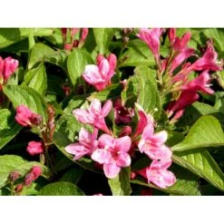 Klokkebusk 'Styriaca' Weigela Hybrid 'Styriaca' Potte 6,5 Liter 60-80 Cm. 7 Klokkebusk 'Styriaca' Weigela Hybrid 'Styriaca' Potte 6,5 Liter 60-80 Cm. -Osmo Salgsbutik mi16470 weigela styriaca 97f2