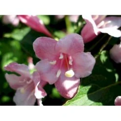 Klokkebusk 'Styriaca' Weigela Hybrid 'Styriaca' Potte 6,5 Liter 60-80 Cm. 9 Klokkebusk 'Styriaca' Weigela Hybrid 'Styriaca' Potte 6,5 Liter 60-80 Cm. -Osmo Salgsbutik mi16470 weigela styriaca ae6a