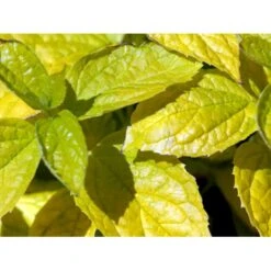 Uægte Jasmin 'Aureus' Philadelphus Caucasicus 'Aureus' 5 Liter Potte -Osmo Salgsbutik mi1652 philadelphus caucasicus aureus fa8c