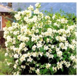 Uægte Jasmin 'Belle Etoile' Philadelphus Lemoinei 'Belle Etoile' Med Klump,- 125-150 Cm. -Osmo Salgsbutik mi1655 philadelphus lemoinei belle etoile 6fc4