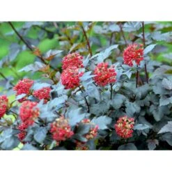 Blærespiræa 'Diabolo' Physocarphus Op. 'Diabolo' Solitær Busk 150-200 Cm. - Med Klump -Osmo Salgsbutik mi1688 physocarpus opulifolius diabolo r 7745