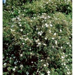 Buskpotentil 'Abbotswood' Potentilla Fruticosa 'Abbotswood' Potte 2,0 Liter,- 25-30 Cm. -Osmo Salgsbutik mi1897 potentilla fruticosa abbotswood 8756