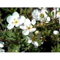 Buskpotentil 'Abbotswood' Potentilla Fruticosa 'Abbotswood' Potte 2,0 Liter,- 25-30 Cm. -Osmo Salgsbutik mi1897 potentilla fruticosa abbotswood 93c7