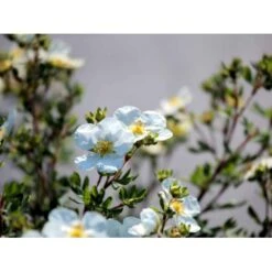 Buskpotentil 'Abbotswood' Potentilla Fruticosa 'Abbotswood' Potte 2,0 Liter,- 25-30 Cm. -Osmo Salgsbutik mi1897 potentilla fruticosa abbotswood b48d