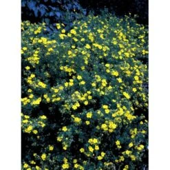 Buskpotentil 'Goldfinger' Potentilla Fruticosa 'Goldfinger' Potte 2,0 Liter,- 25-30 Cm. -Osmo Salgsbutik mi1899 potentilla fruticosa goldfinger 1622