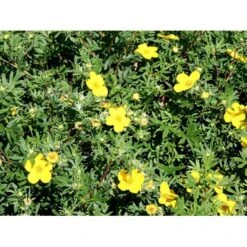 Buskpotentil 'Goldfinger' Potentilla Fruticosa 'Goldfinger' Potte 2,0 Liter,- 25-30 Cm. -Osmo Salgsbutik mi1899 potentilla fruticosa goldfinger 6234