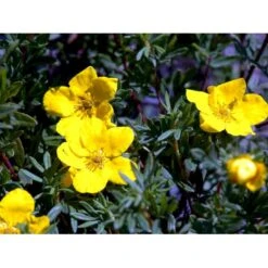 Buskpotentil 'Goldfinger' Potentilla Fruticosa 'Goldfinger' Potte 2,0 Liter,- 25-30 Cm. -Osmo Salgsbutik mi1899 potentilla fruticosa goldfinger a3d7