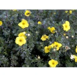 Buskpotentil 'Kobold' Potentilla Fruticosa 'Kobold' Potte 2,0 Liter,- 25-30 Cm. -Osmo Salgsbutik mi1901 potentilla fruticosa kobold 4241