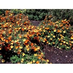 Buskpotentil 'Red Ace' Potentilla Fruticosa 'Red Ace' Potte 2,0 Liter,- 25-30 Cm. 8 Buskpotentil 'Red Ace' Potentilla Fruticosa 'Red Ace' Potte 2,0 Liter,- 25-30 Cm. -Osmo Salgsbutik mi1906 potentilla fruticosa red ace n 015e