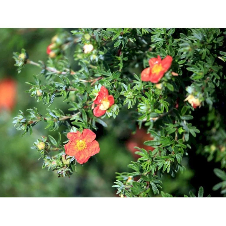 Buskpotentil 'Red Ace' Potentilla Fruticosa 'Red Ace' Potte 2,0 Liter,- 25-30 Cm. 3 Buskpotentil 'Red Ace' Potentilla Fruticosa 'Red Ace' Potte 2,0 Liter,- 25-30 Cm. - Billede 3