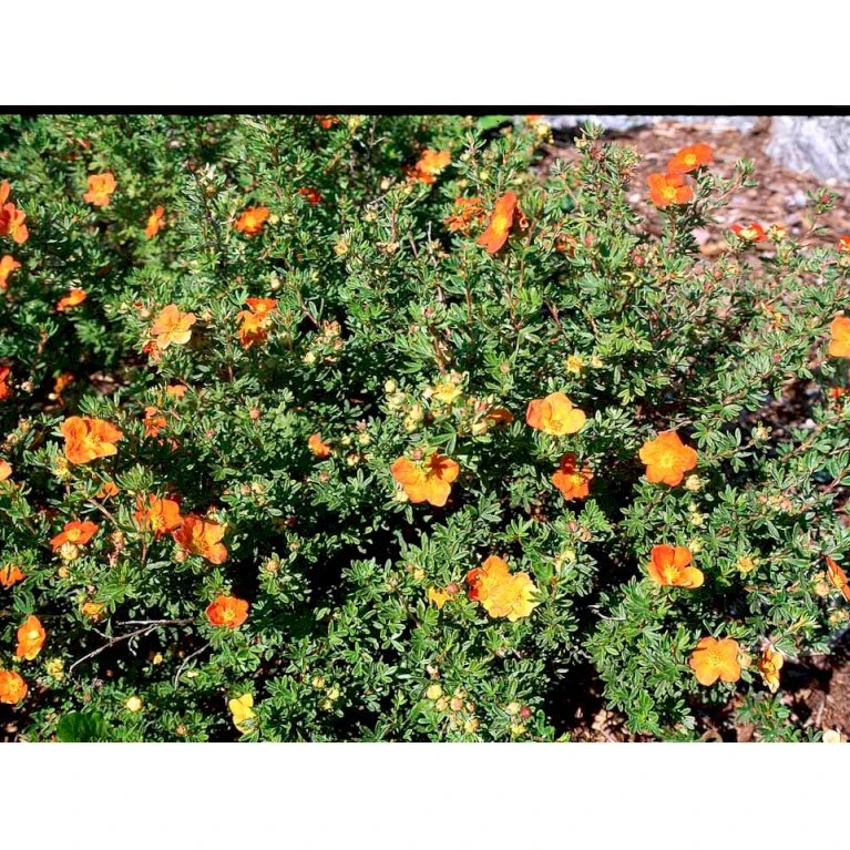 Buskpotentil 'Red Ace' Potentilla Fruticosa 'Red Ace' Potte 2,0 Liter,- 25-30 Cm. 5 Buskpotentil 'Red Ace' Potentilla Fruticosa 'Red Ace' Potte 2,0 Liter,- 25-30 Cm. - Billede 5