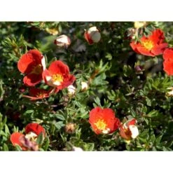 Buskpotentil 'Red Robin' Potentilla Fruticosa 'Red Robin' 3,5 Liter Potte -Osmo Salgsbutik mi1907 potentilla fruticosa red robin 6983