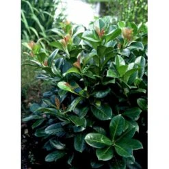 Kirsebærlaurbær 'Etna' Prunus Laurocerasus 'Etna' Med Klump,- 80-100 Cm. -Osmo Salgsbutik mi2004 prunus laurocerasus etna b780 4