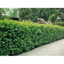 Kirsebærlaurbær 'Etna' Prunus Laurocerasus 'Etna' Med Klump,- 80-100 Cm. -Osmo Salgsbutik mi2004 prunus laurocerasus etna cdcb 4