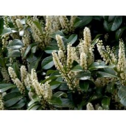 Kirsebærlaurbær 'Etna' Prunus Laurocerasus 'Etna' Opstammet 180 Cm. 12 Liter Potte -Osmo Salgsbutik mi2004 prunus laurocerasus etna ed22