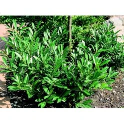 Kirsebærlaurbær 'Prufon' Prunus Laurocerasus 'Prufon' Med Klump,- 50-60 Cm. -Osmo Salgsbutik mi2006 prunus laurocerasus prufon de6d
