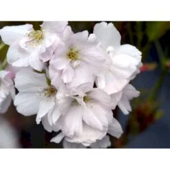 Japansk Søjlekirsebær Prunus Serrulata 'Amanogawa' Solitær Busk 150-200 Cm. - Med Klump -Osmo Salgsbutik mi2042 prunus serrulata amanogawa 1038