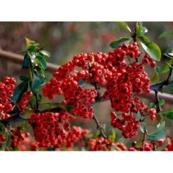 Ildtorn 'Orange Glow' Pyracantha Coccinea 'Orange Glow' 3,5 Liter Potte