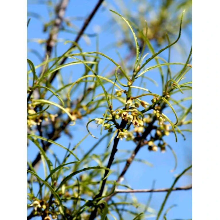 Fligbladet Tørstetræ Rhamnus Frangula 'Asplenifola' Opstammet 80 Cm. Med Potte 3 Fligbladet Tørstetræ Rhamnus Frangula 'Asplenifola' Opstammet 80 Cm. Med Potte - Billede 3